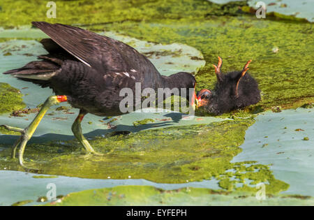 Gemeinsame Gallinule (Gallinula Galeata) Fütterung ein Küken, Brazos Bend State Park, Needville, Texas, USA. Stockfoto