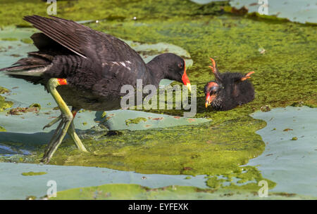 Gemeinsame Gallinule (Gallinula Galeata) Fütterung ein Küken, Brazos Bend State Park, Needville, Texas, USA. Stockfoto