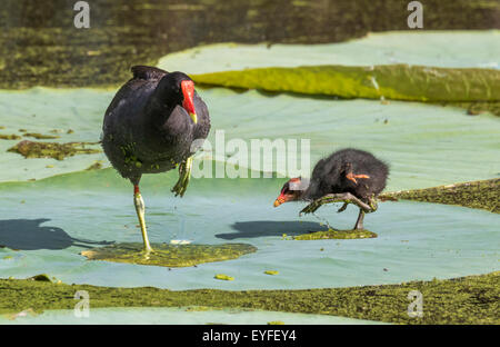 Ein Tanz Lektion: gemeinsame Gallinule (Gallinula Galeata) mit einem Küken auf Lotusblatt, Brazos Bend State Park, Needville, Texas, USA Stockfoto