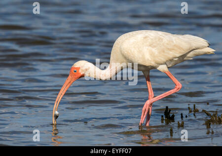 Amerikanische weiße Ibis (Eudocimus Albus) Verzehr von Fisch, Galveston, Texas, USA. Stockfoto