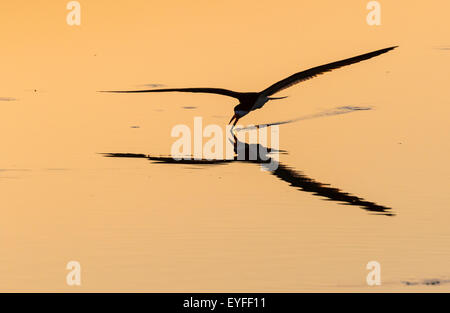 Schwarz-Skimmer (Rynchops Niger) Jagd bei Sonnenaufgang im Meer, Galveston, Texas, USA. Stockfoto