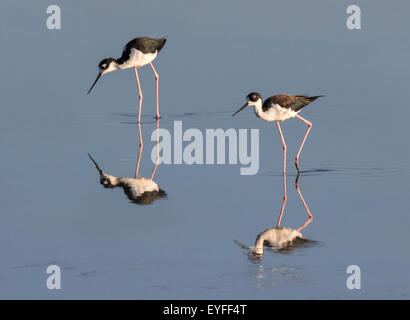 Ein paar Schwarzhalstaucher Stelzen (Himantopus Mexicanus) auf Nahrungssuche im ruhigen flachen Wasser der Küste, Galveston, Texas, USA. Stockfoto