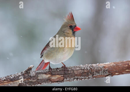 Eine weibliche nördlichen Kardinal (Cardinalis Cardinalis) hocken auf einem Ast in einem Schneesturm winter Stockfoto