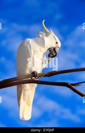 Schwefel-crested Kakadu (Cacatua Galerita) füttern. Cairns, Queensland, Australien. Stockfoto