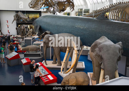 Lebensgroße Modelle von Säugetieren im The Natural History Museum in London. Stockfoto