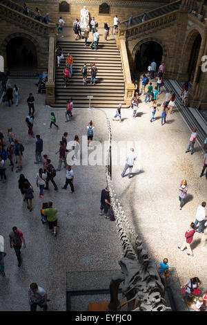 Der zentralen Halle auf das Natural History Museum in London. Stockfoto