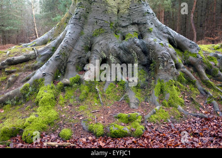 Leuchtend grünes Moos wächst auf einem Baum Strebepfeiler. Stockfoto