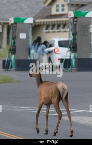 einen weiblichen Elch (Kuh) zu Fuß auf der Straße in der Nähe der Tankstelle in der Nähe von Mammoth Hot Springs im Yellowstone-Nationalpark Stockfoto