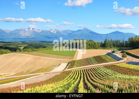 Blumengarten in Kamifurano, mit Blick auf die Berge in Furano, Hokkaido, Japan Stockfoto