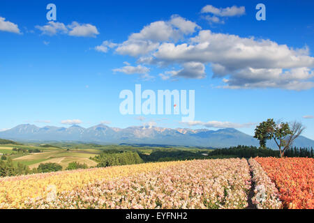 Blumengarten in Kamifurano, Hokkaido, mit Blick auf die Berge. Im Hintergrund ein Gleitschirm und viele Touristen Stockfoto