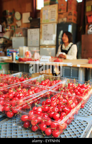 Otaru, Japan - Juli 9,2015: frische Kirschen nach der Ernte mit Bauer auf Hintergrund Stockfoto