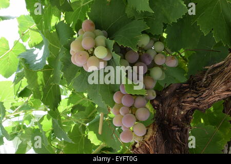 Grüne und rote Trauben hängen an Rebstöcken in der Nähe von Alcudia auf Mallorca. Stockfoto