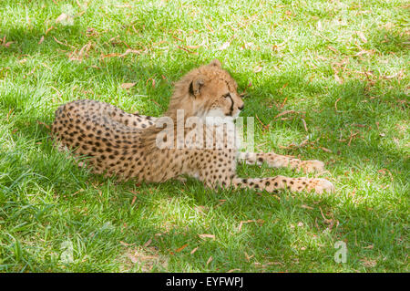 Gepard, Acinonyx Jubatus, entspannen im Schatten Stockfoto