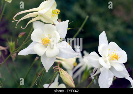 Akelei, Aquilegia, Vulgaris, Stockfoto