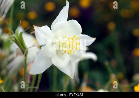 Akelei, Aquilegia, Vulgaris, Stockfoto