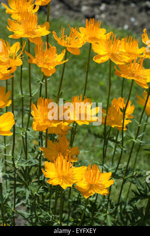 Asiatische Trollblume; Trollblume asiaticus Stockfoto