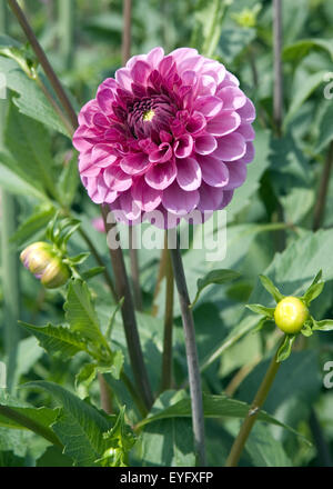 Balldahlie; Charles Dickens, Stockfoto