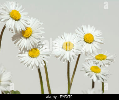 Essbare blüten getrocknet kaufen