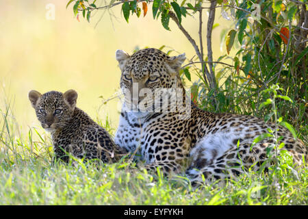 Leopard (Panthera Pardus), Weiblich, liegend unter einem Busch mit ihrer Cub, Masai Mara National Reserve, Kenia Stockfoto