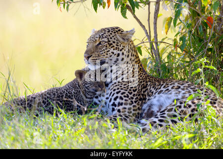 Leopard (Panthera Pardus), weibliche kuscheln mit ihr junges, Alarm, liegen unter einem Busch, Masai Mara National Reserve, Kenia Stockfoto