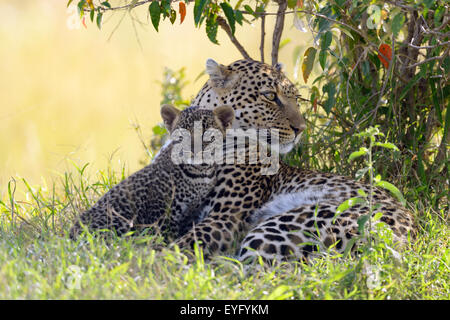 Leopard (Panthera Pardus), Weiblich, mit ihr junges, Alarm, liegen unter einem Busch, Masai Mara National Reserve, Kenia Stockfoto