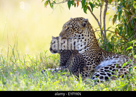 Leopard (Panthera Pardus), Weiblich, mit ihr junges, Alarm, liegen unter einem Busch, Masai Mara National Reserve, Kenia Stockfoto