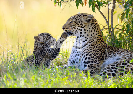 Leopard (Panthera Pardus), Weiblich, spielen mit ihrer Cub, Masai Mara National Reserve, Kenia Stockfoto