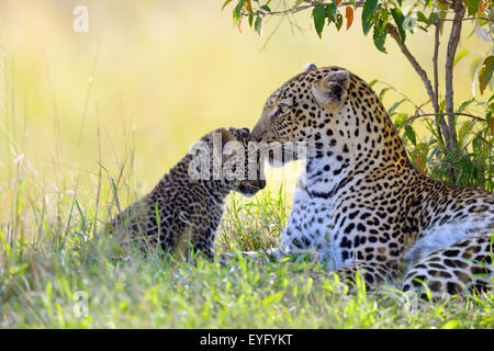 Leopard (Panthera Pardus), Weiblich, kuscheln mit ihrer Cub, Masai Mara National Reserve, Kenia Stockfoto