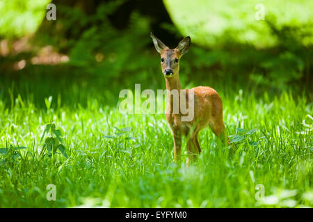 Reh (Capreolus Capreolus), Doe, stehend auf einer Wiese, Niedersachsen, Deutschland Stockfoto