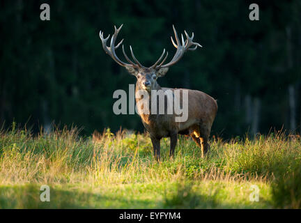 Rothirsch (Cervus Elaphus), stehen am Abend Licht, in Gefangenschaft, Sachsen, Deutschland Stockfoto