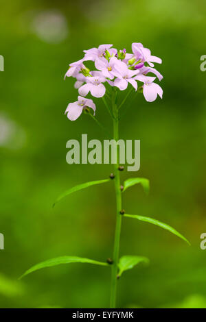 Large-flowered Schaumkraut (Cardamine Bulbifera, Dentaria Bulbifera), Blüte, Nationalpark Hainich, Thüringen, Deutschland Stockfoto