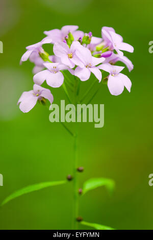 Large-flowered Schaumkraut (Cardamine Bulbifera, Dentaria Bulbifera), Blüte, Nationalpark Hainich, Thüringen, Deutschland Stockfoto