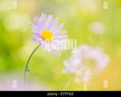 Europäische Bergaster (Aster Amellus) in einer Almwiese, Schneealpe, Steiermark, Österreich Stockfoto