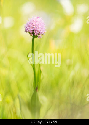 Runde Spitze Orchidee (typische Globosa) in einer Almwiese, Schneealpe, Steiermark, Österreich Stockfoto