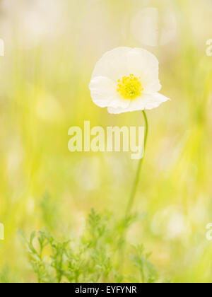 Gelbe Alpen-Mohn (Papaver Alpinum Subspecies Alpinum), endemisch in den nordöstlichen Kalkalpen in der Nähe von Karlschütt, Hochschwab Stockfoto