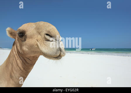 Dromedar oder arabischen Kamel (Camelus Dromedarius), Porträt, Indischer Ozean, Diani Beach, Ukunda, Mombasa, Kenia Stockfoto