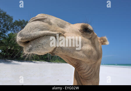 Dromedar oder arabischen Kamel (Camelus Dromedarius), Porträt, Indischer Ozean, Diani Beach, Ukunda, Mombasa, Kenia Stockfoto