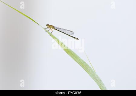 Blau-tailed Damselfly (Ischnura Elegans), Weiblich, auf Reed, Hessen, Deutschland Stockfoto