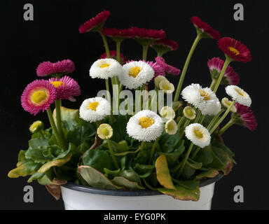 Gaensebluemchen; Bellis; Perennis; Stockfoto