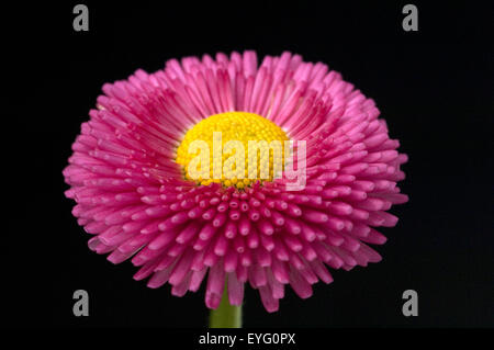 Gaensebluemchen; Bellis; Perennis; Stockfoto