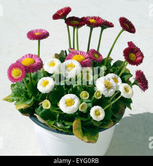 Gaensebluemchen; Bellis; Perennis; Stockfoto