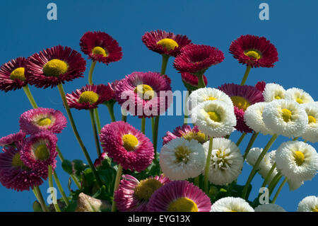 Gaensebluemchen; Bellis; Perennis; Stockfoto