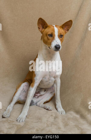 Ganzkörper-Porträt von niedlichen Basenji Hund Stockfoto