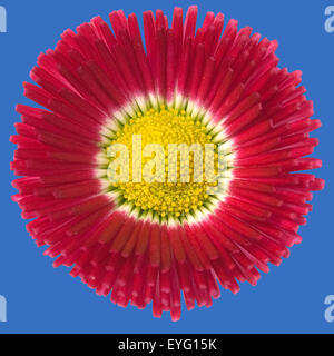 Gaensebluemchen; Bellis; Perennis; Stockfoto