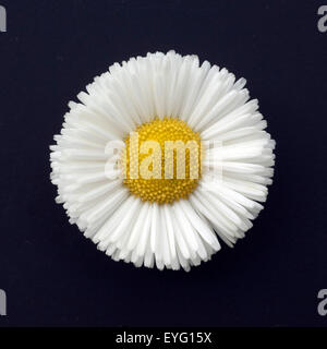 Gaensebluemchen; Bellis; Perennis; Stockfoto