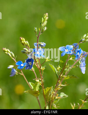 Gamander Ehrenpreis, Gamander-Ehrenpreis, Veronica, Gamander, Stockfoto