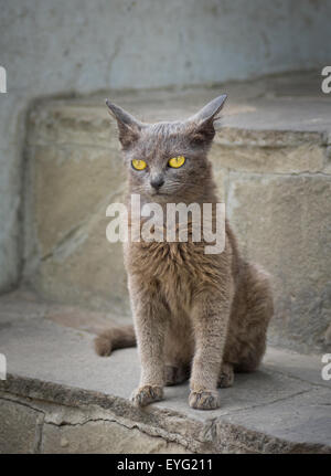 Porträt von alien Katze mit gelben Augen Stockfoto