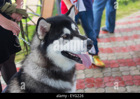 Straße Porträt des wunderschönen Alaskan Malamute Stockfoto