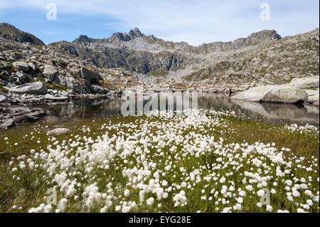 ItalyCentral Alpen Trentino Adamello-Brenta natürlichen Park Alpine See weiß Wollgras Wollgras scheuchzeri Stockfoto