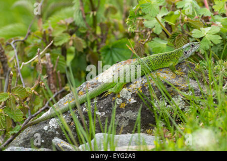 Alpen westliche Smaragdeidechse Lacerta bilineata Stockfoto